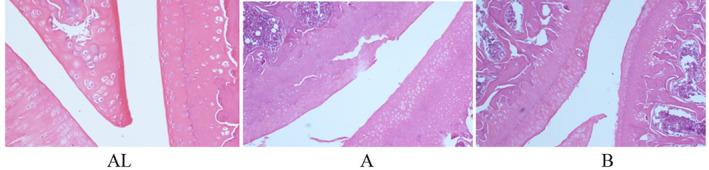 https://cdn.ncbi.nlm.nih.gov/pmc/blobs/4b97/9483081/90fd4f881335/OS-14-2230-g004.jpg