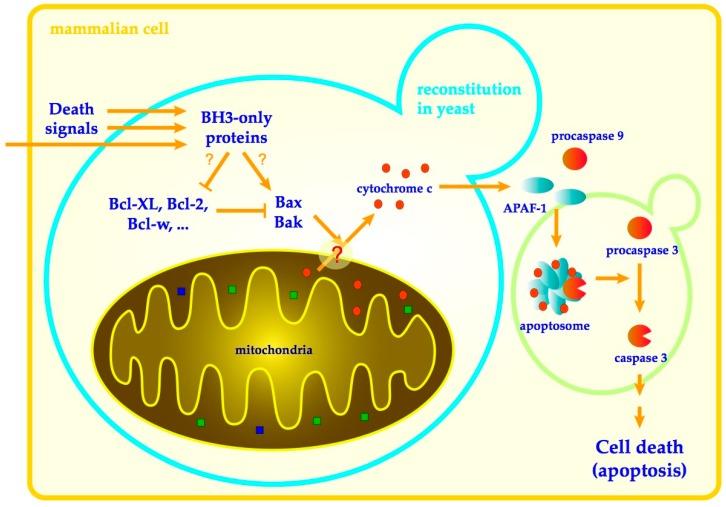 https://cdn.ncbi.nlm.nih.gov/pmc/blobs/4b9a/7073680/4c4025811c2d/genes-11-00145-g001.jpg