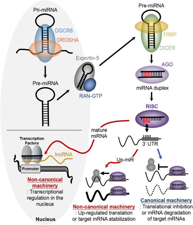 https://cdn.ncbi.nlm.nih.gov/pmc/blobs/4b9c/10394030/3366a308cd0e/12276_2023_1050_Fig1_HTML.jpg