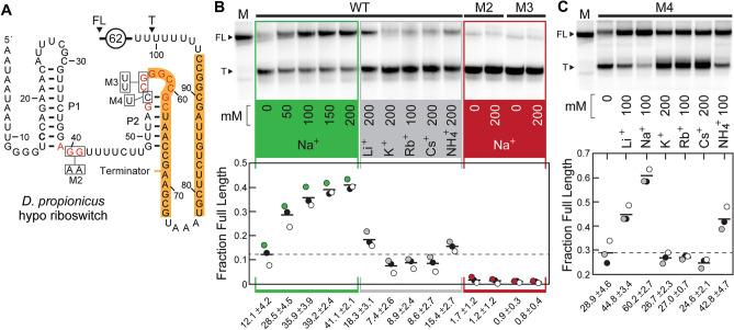 https://cdn.ncbi.nlm.nih.gov/pmc/blobs/4ba2/9646797/678c426cc7db/41598_2022_20695_Fig5_HTML.jpg