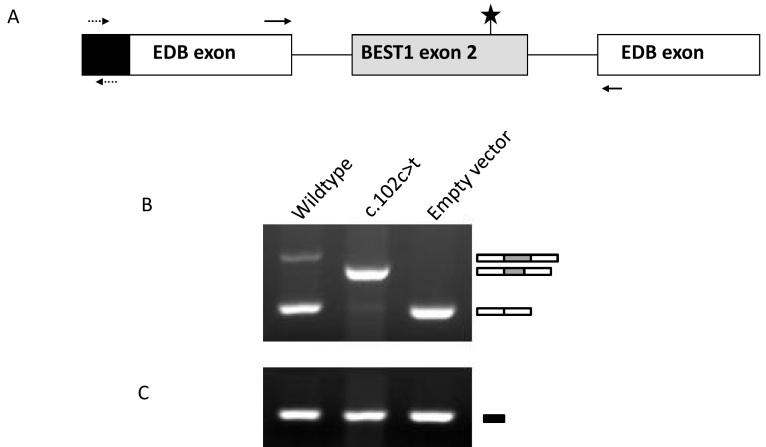 https://cdn.ncbi.nlm.nih.gov/pmc/blobs/4ba8/3013070/aa7143466b68/mv-v16-2916-f2.jpg