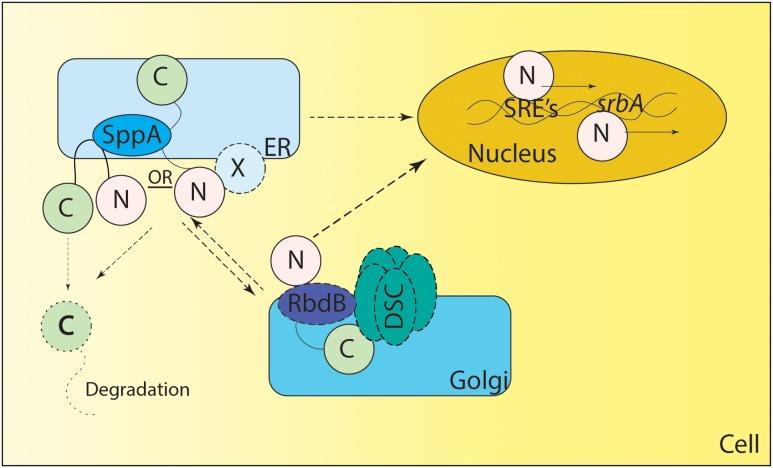 https://cdn.ncbi.nlm.nih.gov/pmc/blobs/4ba9/5285346/3b33bb292435/fmicb-08-00092-g002.jpg