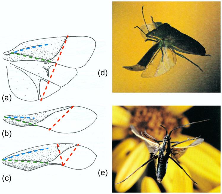https://cdn.ncbi.nlm.nih.gov/pmc/blobs/4ba9/7412480/a2e6adfac298/insects-11-00446-g006.jpg