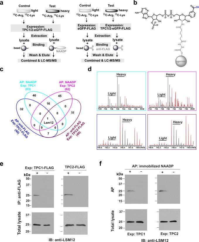 https://cdn.ncbi.nlm.nih.gov/pmc/blobs/4bac/8346516/7670a480fbef/41467_2021_24735_Fig1_HTML.jpg