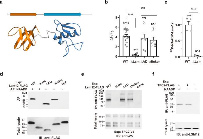 https://cdn.ncbi.nlm.nih.gov/pmc/blobs/4bac/8346516/ef58df70d6a9/41467_2021_24735_Fig4_HTML.jpg