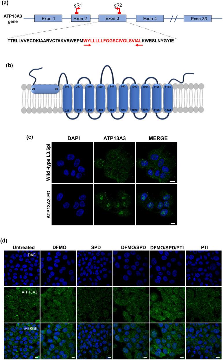 https://cdn.ncbi.nlm.nih.gov/pmc/blobs/4bac/8904813/b244b0978620/41598_2022_7712_Fig3_HTML.jpg