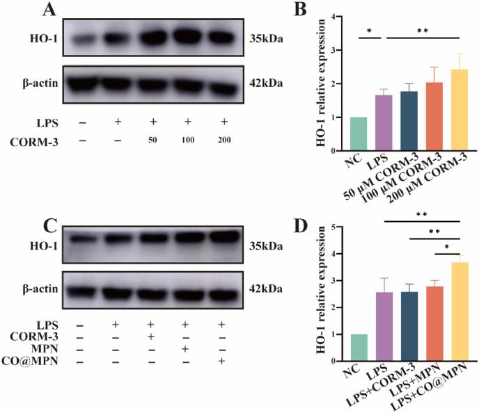 https://cdn.ncbi.nlm.nih.gov/pmc/blobs/4bad/12396554/b3cebfe684a6/gr5.jpg
