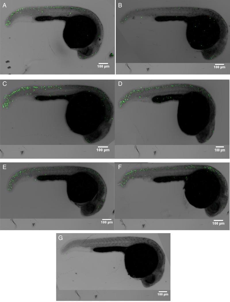 https://cdn.ncbi.nlm.nih.gov/pmc/blobs/4bad/4915534/48bc82128689/rrv08903.jpg