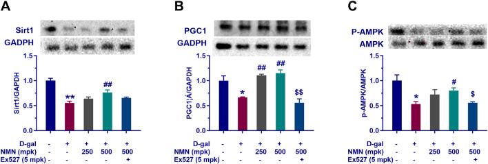 https://cdn.ncbi.nlm.nih.gov/pmc/blobs/4bb0/12018880/78a1dee5405d/fphar-16-1545585-g007.jpg