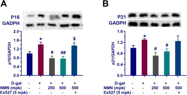 https://cdn.ncbi.nlm.nih.gov/pmc/blobs/4bb0/12018880/c93bfda22f01/fphar-16-1545585-g006.jpg