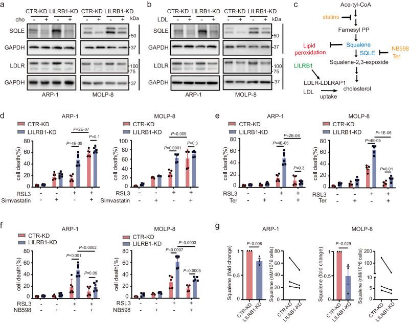 https://cdn.ncbi.nlm.nih.gov/pmc/blobs/4bb1/11233649/7a4bf2c267de/41467_2024_50073_Fig7_HTML.jpg
