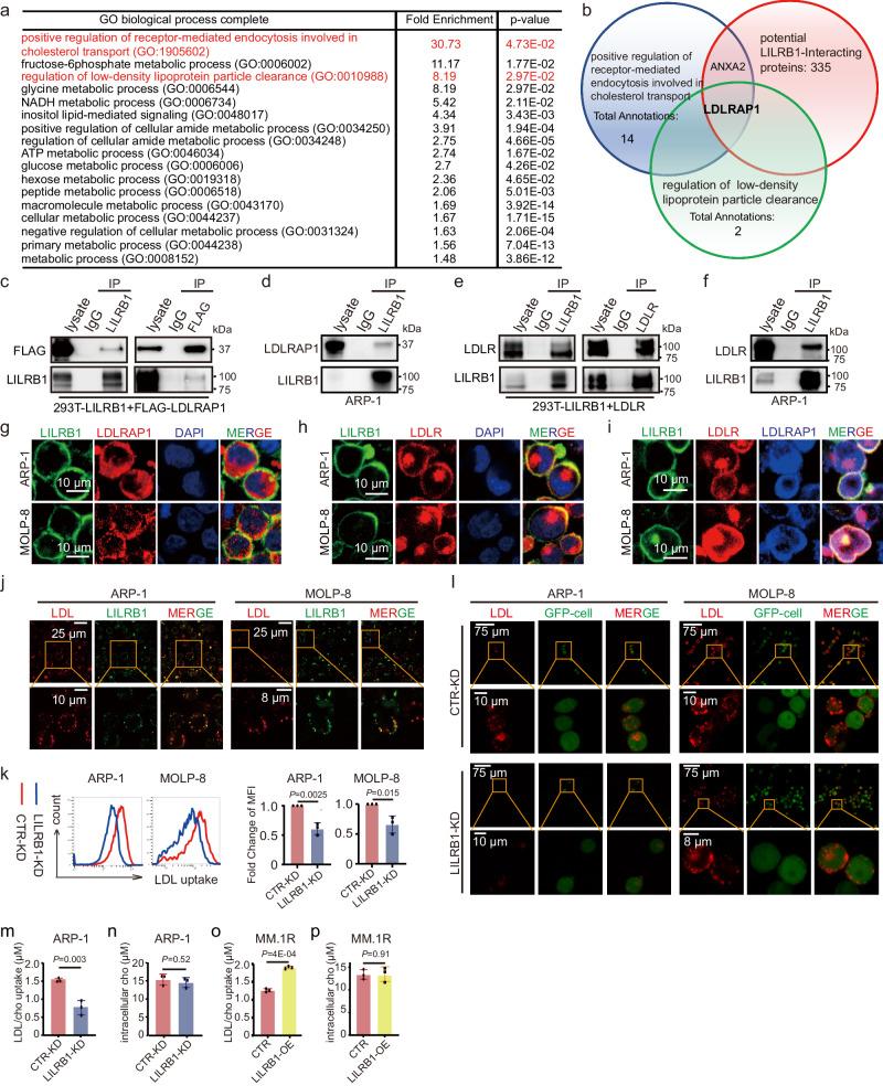 https://cdn.ncbi.nlm.nih.gov/pmc/blobs/4bb1/11233649/97c0eec46aef/41467_2024_50073_Fig4_HTML.jpg