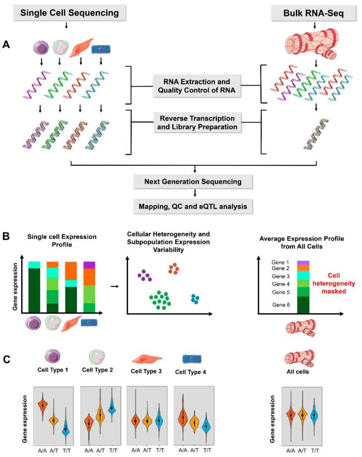 https://cdn.ncbi.nlm.nih.gov/pmc/blobs/4bb1/8949403/30b355fe8b7a/genes-13-00502-g001.jpg
