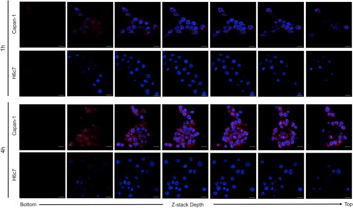 https://cdn.ncbi.nlm.nih.gov/pmc/blobs/4bb4/6077122/2e062866b7d1/gr3.jpg