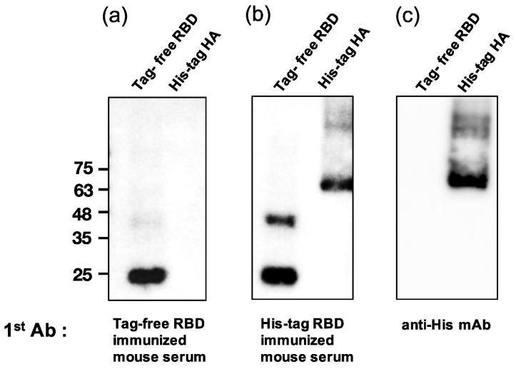 https://cdn.ncbi.nlm.nih.gov/pmc/blobs/4bb9/9692485/7afe25148adc/vaccines-10-01839-g005.jpg