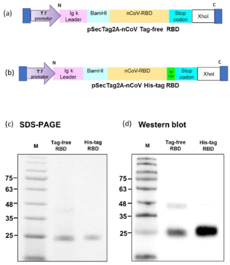 https://cdn.ncbi.nlm.nih.gov/pmc/blobs/4bb9/9692485/920b2aa7b2d7/vaccines-10-01839-g001.jpg