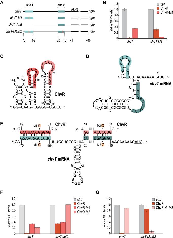 https://cdn.ncbi.nlm.nih.gov/pmc/blobs/4bbc/6237742/0e83b7c50b97/gky765fig5.jpg