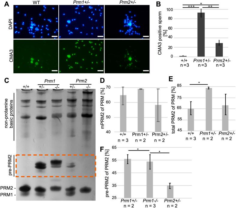 https://cdn.ncbi.nlm.nih.gov/pmc/blobs/4bbe/9270976/79974a78fdcc/develop-149-200330-g6.jpg