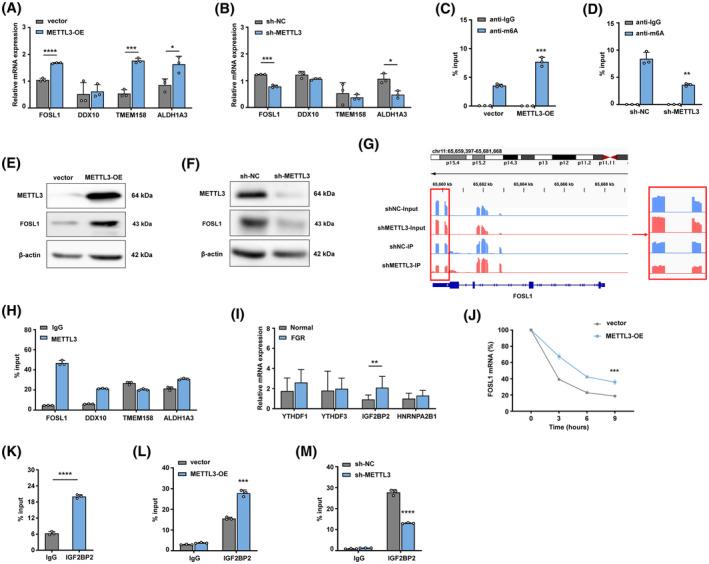 https://cdn.ncbi.nlm.nih.gov/pmc/blobs/4bbf/11578174/2bd78a4248bb/FSB2-38-e70154-g008.jpg