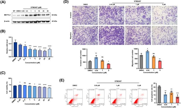 https://cdn.ncbi.nlm.nih.gov/pmc/blobs/4bbf/11578174/2e9a9de61cc4/FSB2-38-e70154-g003.jpg