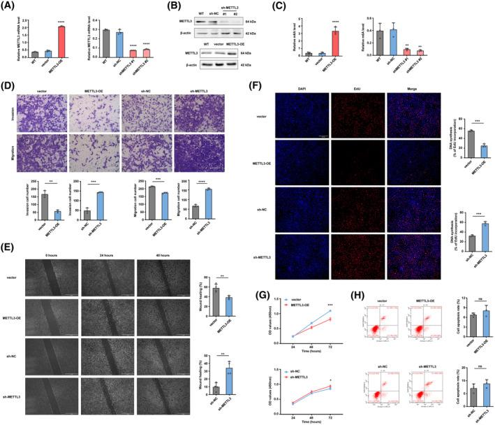 https://cdn.ncbi.nlm.nih.gov/pmc/blobs/4bbf/11578174/d1d9c339c119/FSB2-38-e70154-g004.jpg