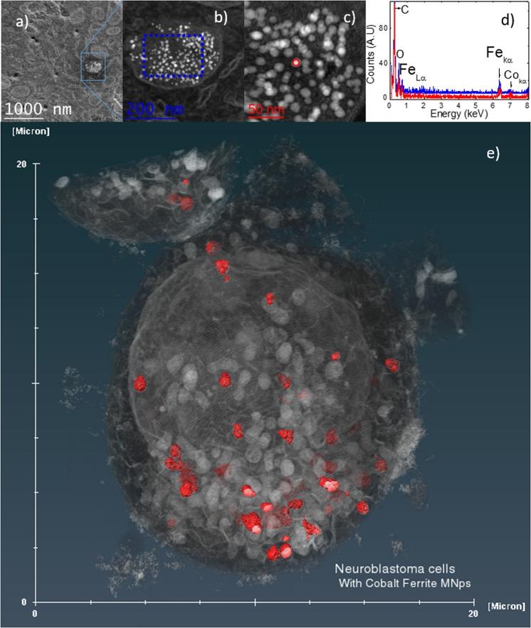 https://cdn.ncbi.nlm.nih.gov/pmc/blobs/4bc0/6408542/e58f4f59ebba/41598_2019_40341_Fig4_HTML.jpg