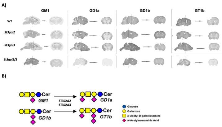 https://cdn.ncbi.nlm.nih.gov/pmc/blobs/4bc1/10743413/2f313743e2e6/ijms-24-17218-g001.jpg