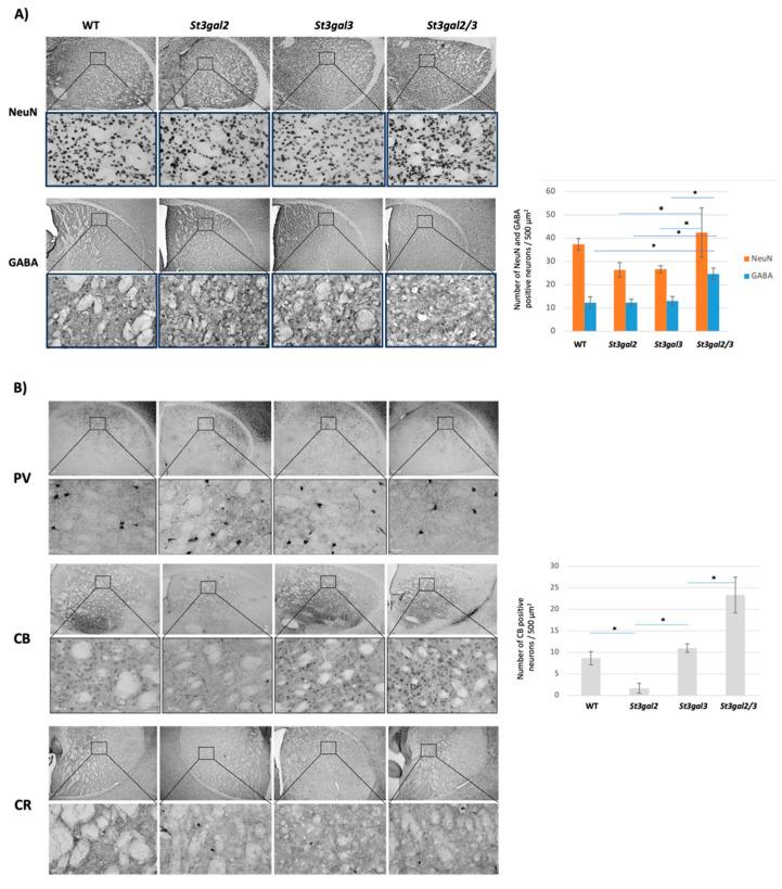 https://cdn.ncbi.nlm.nih.gov/pmc/blobs/4bc1/10743413/9150769959e2/ijms-24-17218-g006.jpg