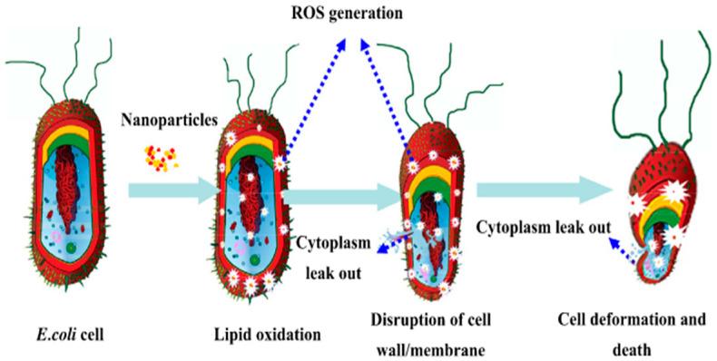 https://cdn.ncbi.nlm.nih.gov/pmc/blobs/4bc1/12157560/8e325a7324ab/polymers-17-01500-g002.jpg