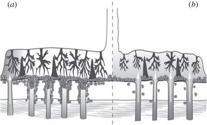 https://cdn.ncbi.nlm.nih.gov/pmc/blobs/4bc5/10113033/5f8fc284829e/rspb20230191f05.jpg