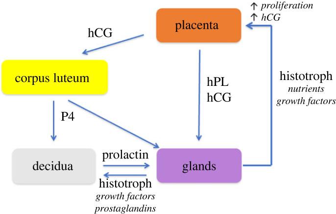 https://cdn.ncbi.nlm.nih.gov/pmc/blobs/4bc5/10113033/73552e7c914b/rspb20230191f06.jpg