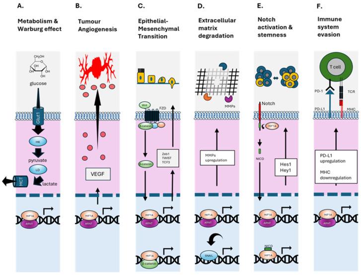 https://cdn.ncbi.nlm.nih.gov/pmc/blobs/4bc5/12347711/144722cb34d1/ijms-26-07452-g002.jpg