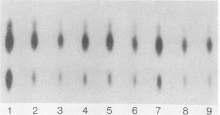 https://cdn.ncbi.nlm.nih.gov/pmc/blobs/4bc7/362946/b863e8237a04/molcellb00048-0600-a.jpg