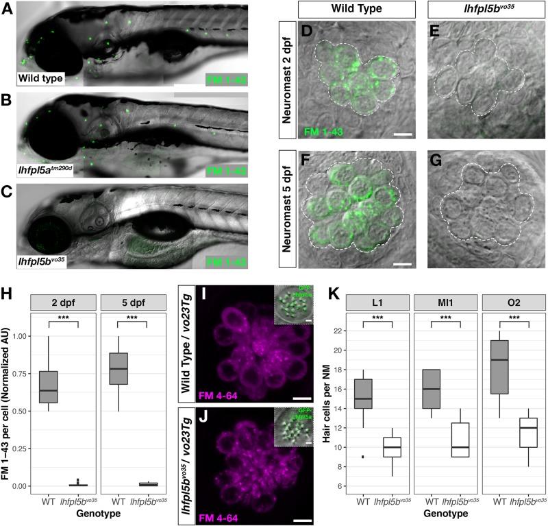 https://cdn.ncbi.nlm.nih.gov/pmc/blobs/4bca/6974483/3b9c78a21a15/fnmol-12-00320-g004.jpg