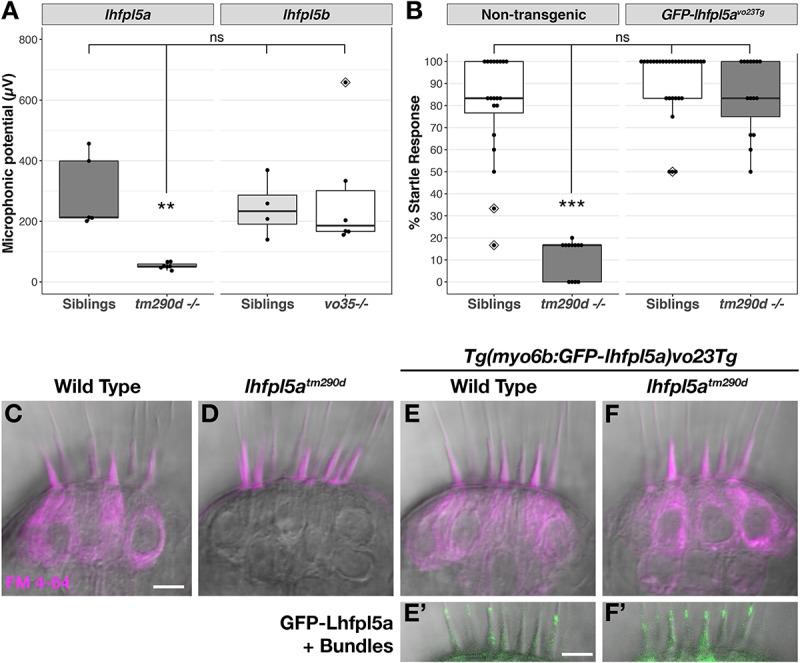 https://cdn.ncbi.nlm.nih.gov/pmc/blobs/4bca/6974483/a22dd0ca5178/fnmol-12-00320-g003.jpg