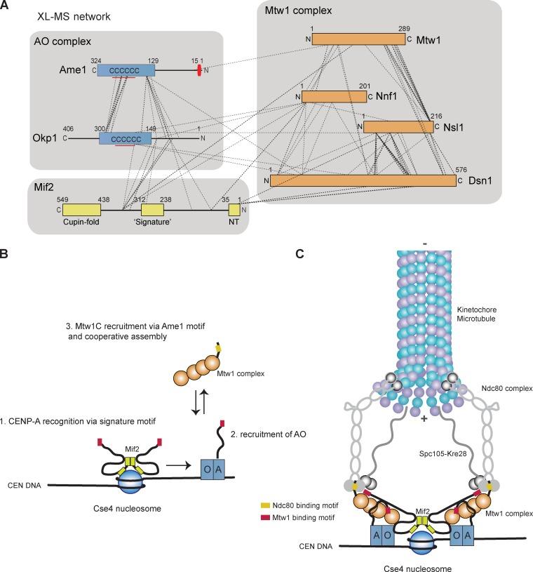 https://cdn.ncbi.nlm.nih.gov/pmc/blobs/4bcc/4137059/cbb03f0d6a8a/JCB_201403081_Fig8.jpg