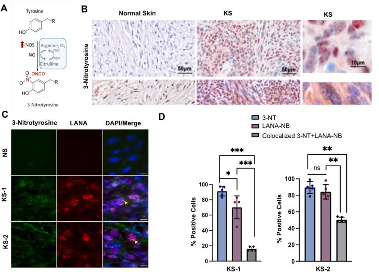 https://cdn.ncbi.nlm.nih.gov/pmc/blobs/4bce/10009278/9c8d4c2208c4/gr3.jpg