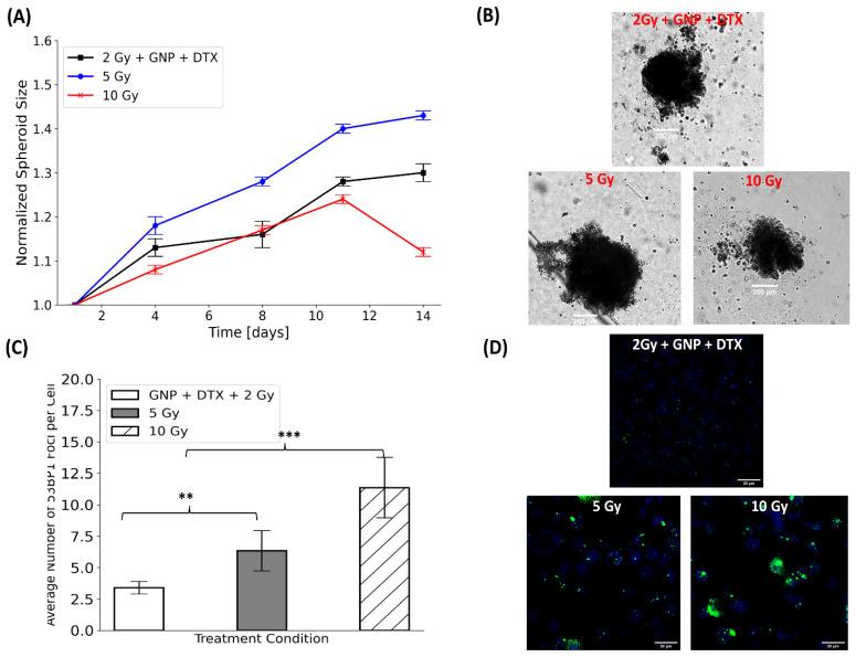 https://cdn.ncbi.nlm.nih.gov/pmc/blobs/4bce/11206706/a628808b99d6/pharmaceutics-16-00713-g006.jpg