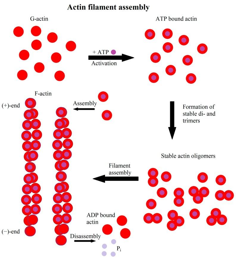 https://cdn.ncbi.nlm.nih.gov/pmc/blobs/4bcf/6523135/6884d084d629/cells-08-00362-g001.jpg