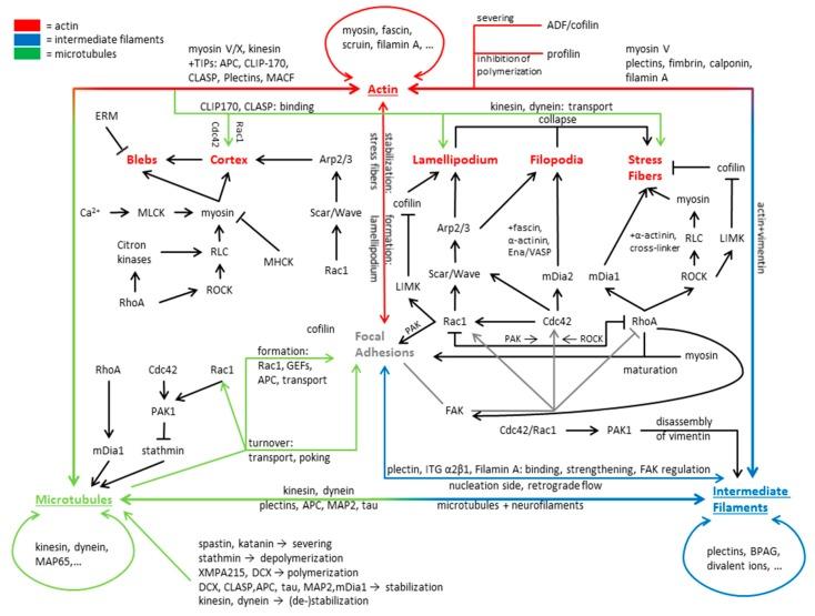 https://cdn.ncbi.nlm.nih.gov/pmc/blobs/4bcf/6523135/e4c8190e8dbc/cells-08-00362-g002.jpg