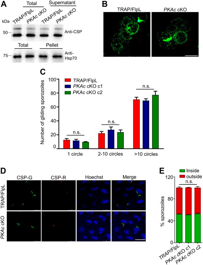 https://cdn.ncbi.nlm.nih.gov/pmc/blobs/4bd6/6545604/a4da2615dcf7/LSA-2019-00352_Fig3.jpg