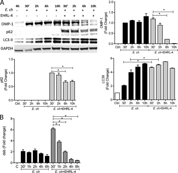 https://cdn.ncbi.nlm.nih.gov/pmc/blobs/4bd9/6867850/7d8a99cf1dc2/IAI.00383-19-f0006.jpg