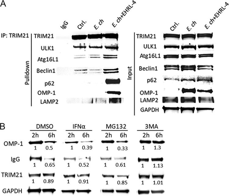 https://cdn.ncbi.nlm.nih.gov/pmc/blobs/4bd9/6867850/9883f0da200b/IAI.00383-19-f0008.jpg