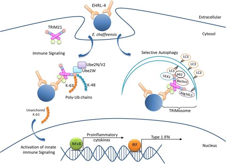 https://cdn.ncbi.nlm.nih.gov/pmc/blobs/4bd9/6867850/aa78de13700d/IAI.00383-19-f0009.jpg