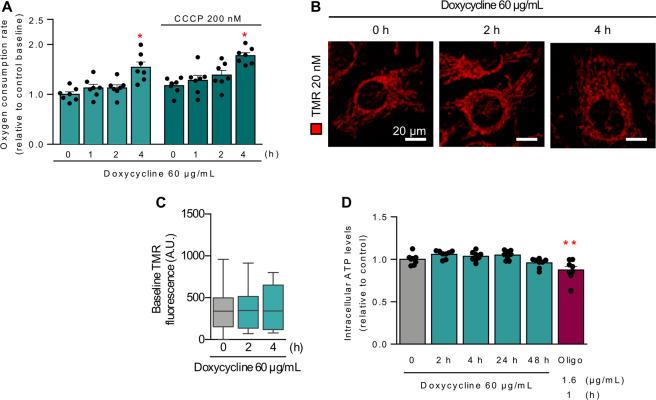https://cdn.ncbi.nlm.nih.gov/pmc/blobs/4be1/8238934/b29830f7e516/41419_2021_3945_Fig4_HTML.jpg