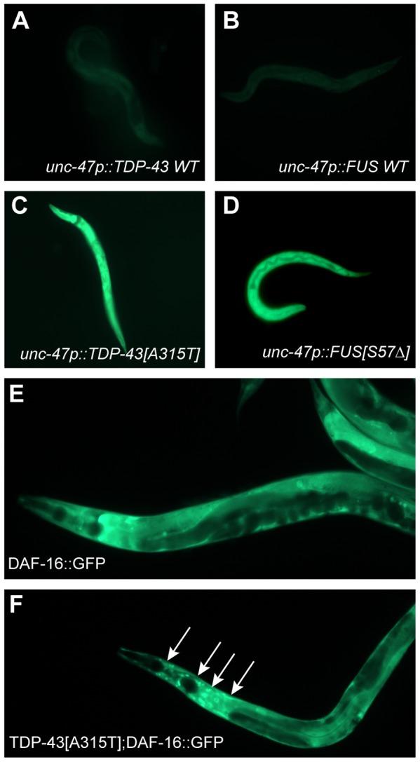 https://cdn.ncbi.nlm.nih.gov/pmc/blobs/4be2/3390363/f57d2ee9fbfc/pgen.1002806.g007.jpg
