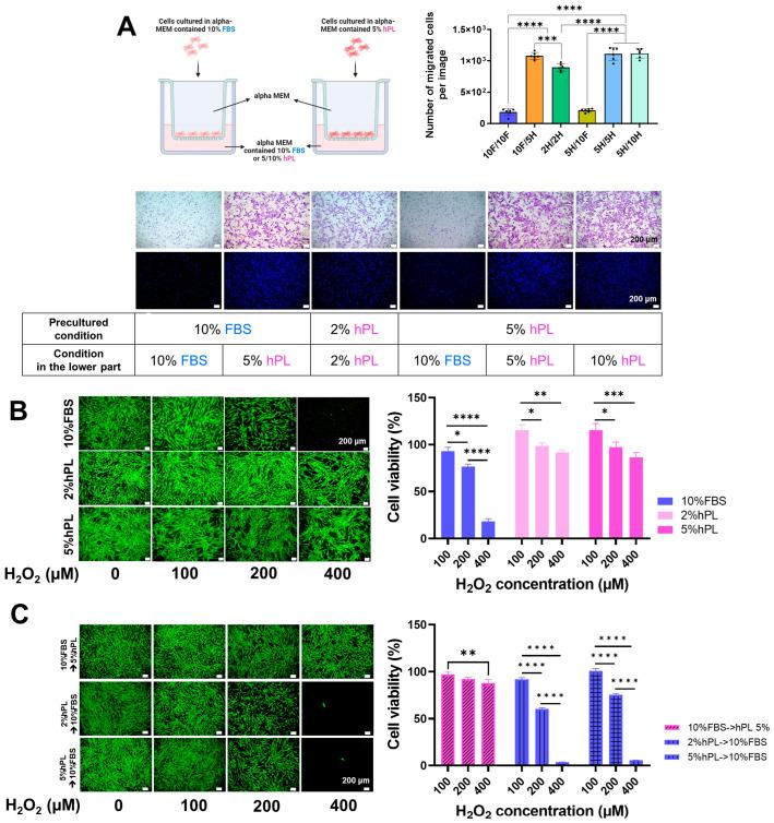 https://cdn.ncbi.nlm.nih.gov/pmc/blobs/4be3/11120611/5d3028948144/cells-13-00847-g002.jpg