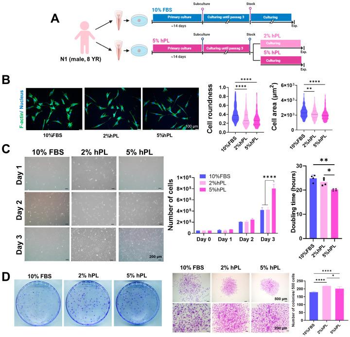 https://cdn.ncbi.nlm.nih.gov/pmc/blobs/4be3/11120611/e8d5c9a41a4e/cells-13-00847-g001.jpg