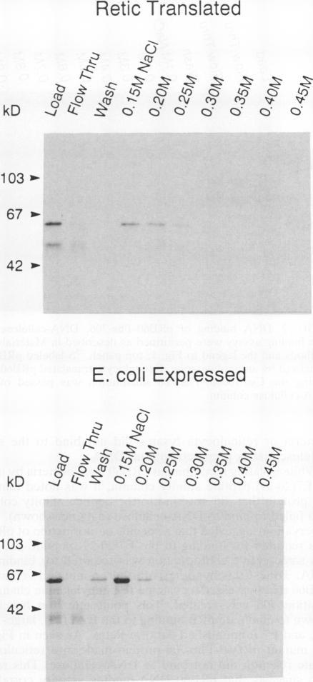 https://cdn.ncbi.nlm.nih.gov/pmc/blobs/4be6/364344/4d4b7724eeb5/molcellb00027-0015-a.jpg