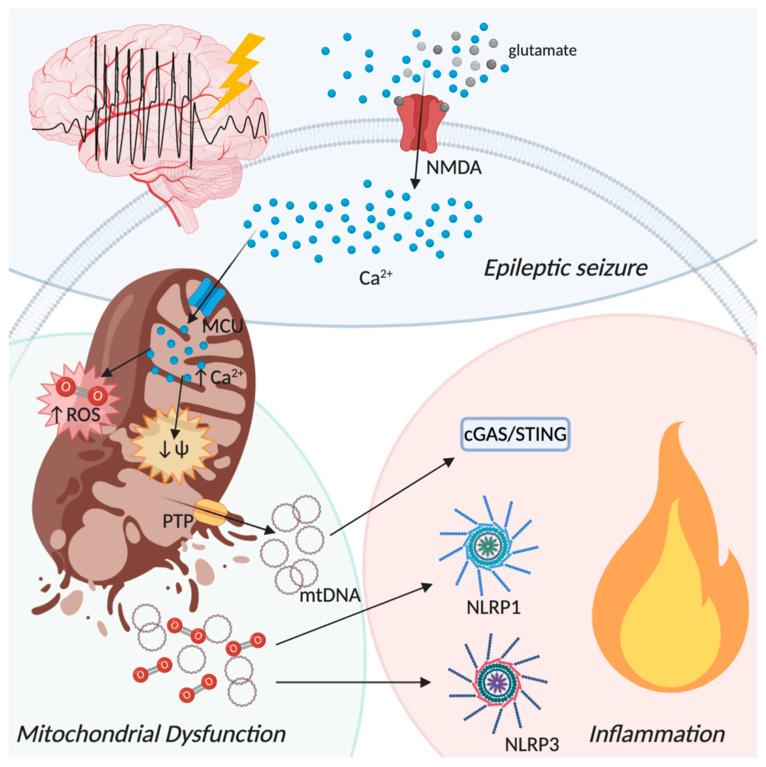 https://cdn.ncbi.nlm.nih.gov/pmc/blobs/4bec/7600410/36b4fc0bb3f6/biomolecules-10-01437-g004.jpg